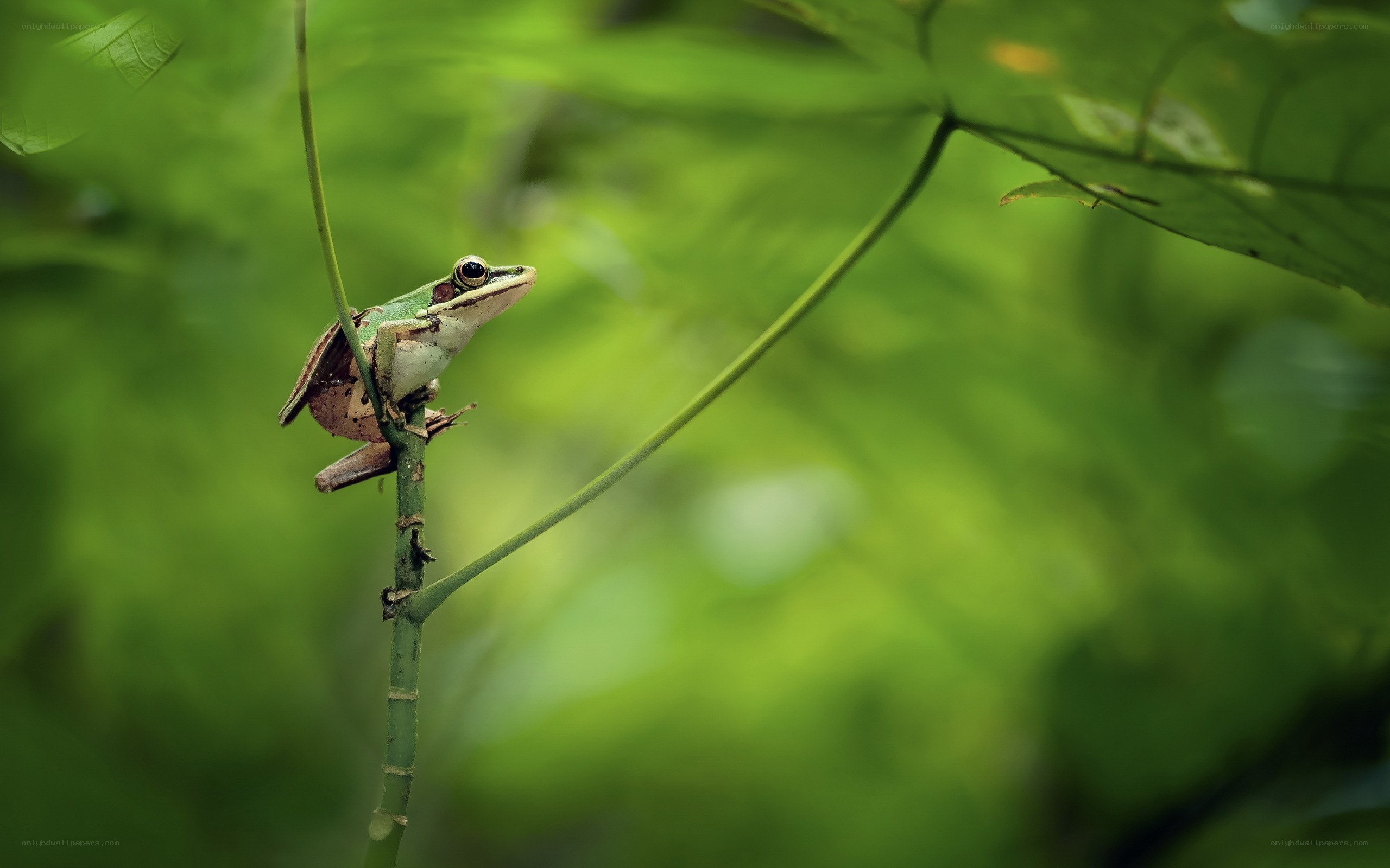 green frog on a branch