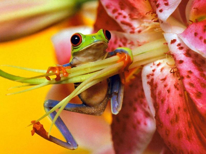 green frog on a flower