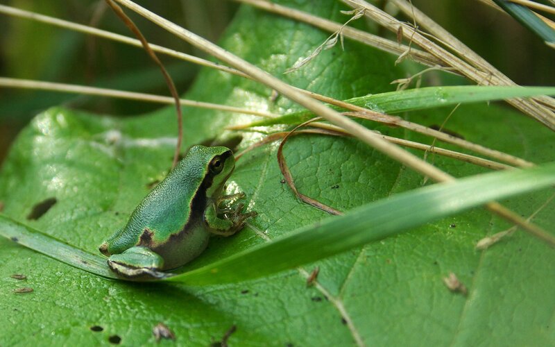 Green frog on a leaf