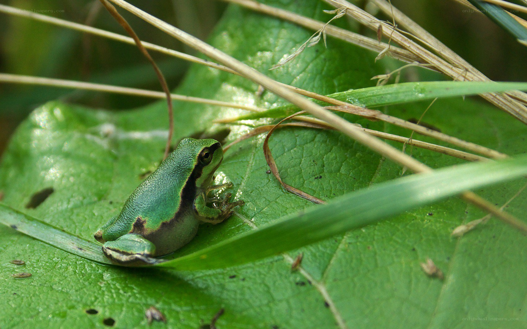 Green frog on a leaf