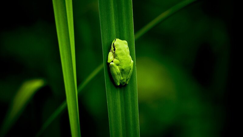 green frog on a leaf