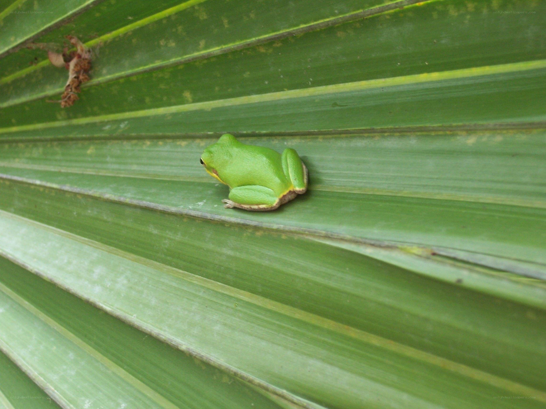 Green frog on a leaf