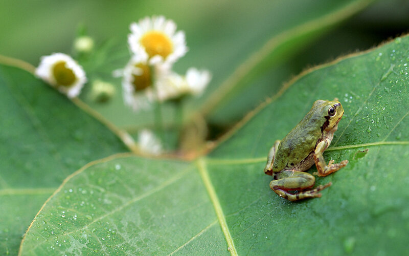 Green frog on a leaf