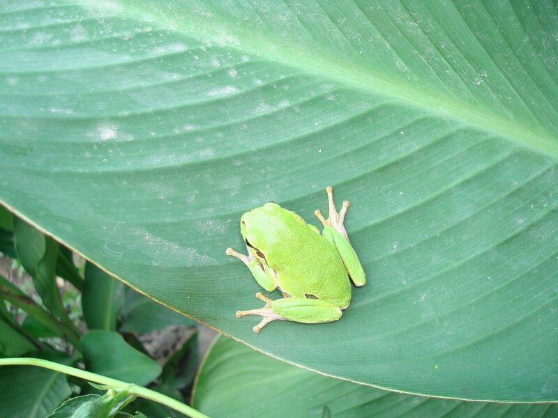 green frog on a leaf