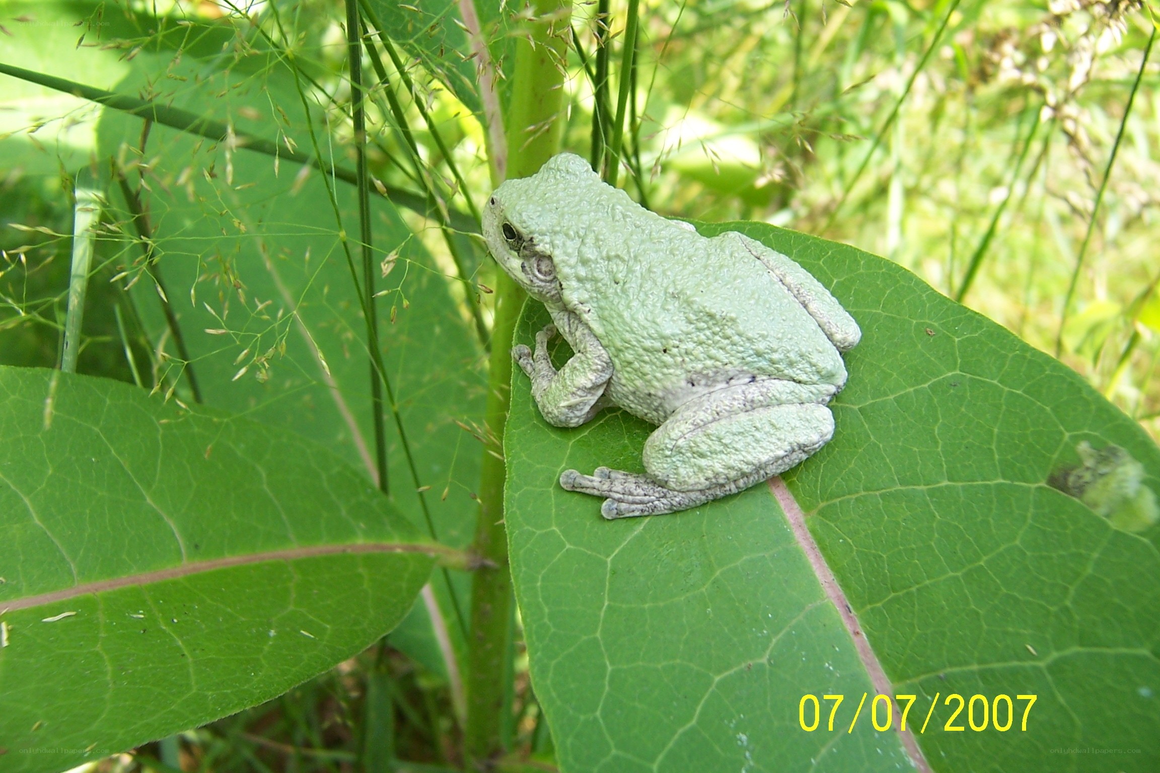 Green frog on a leaf