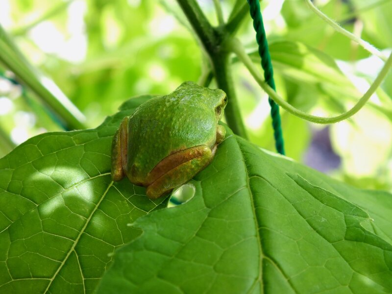 Green frog on a leaf