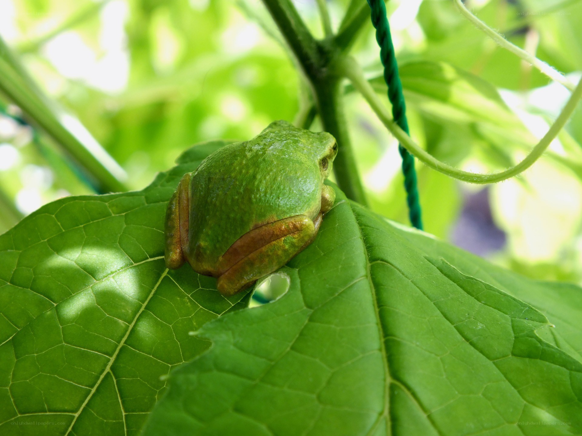 Green frog on a leaf