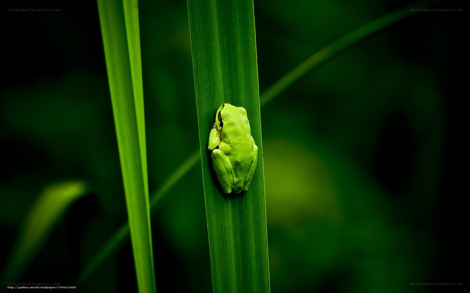 Green frog on a leaf
