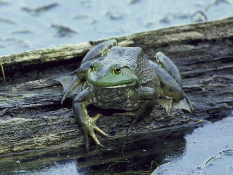 green frog on a log