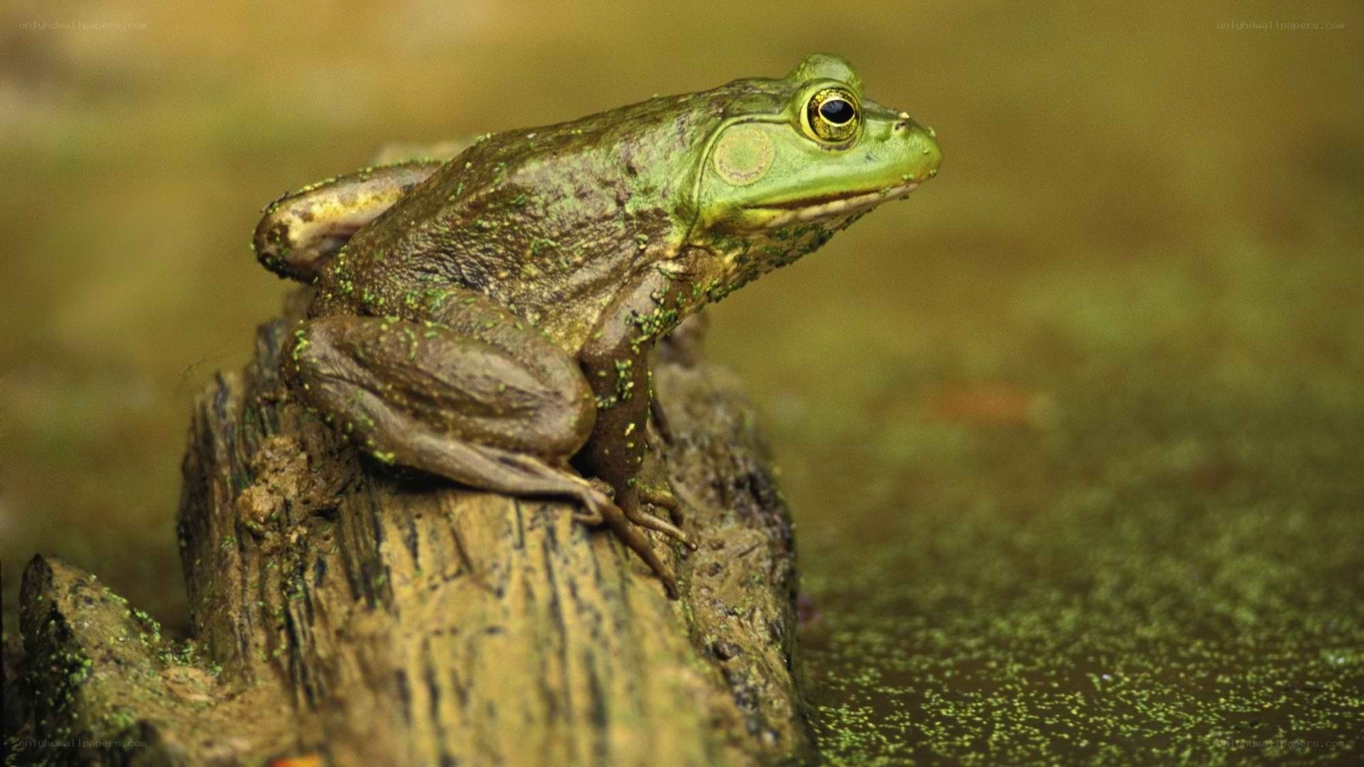 green frog on a log