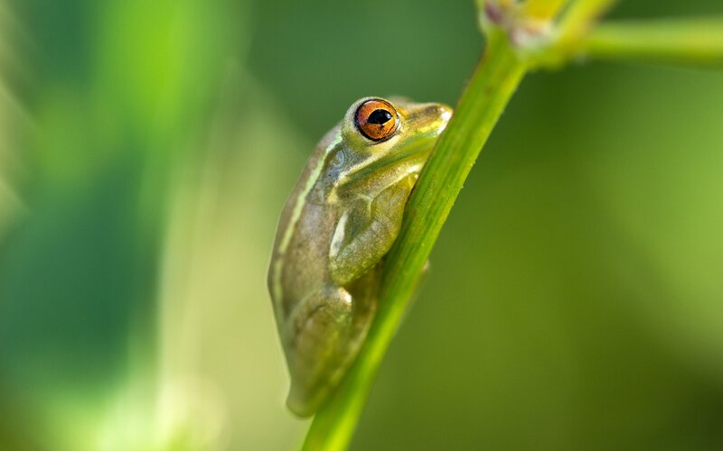 Green frog on a plant stem