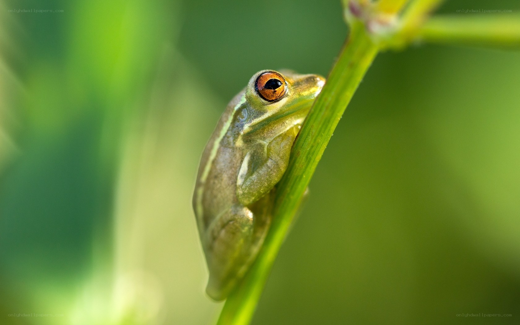 Green frog on a plant stem