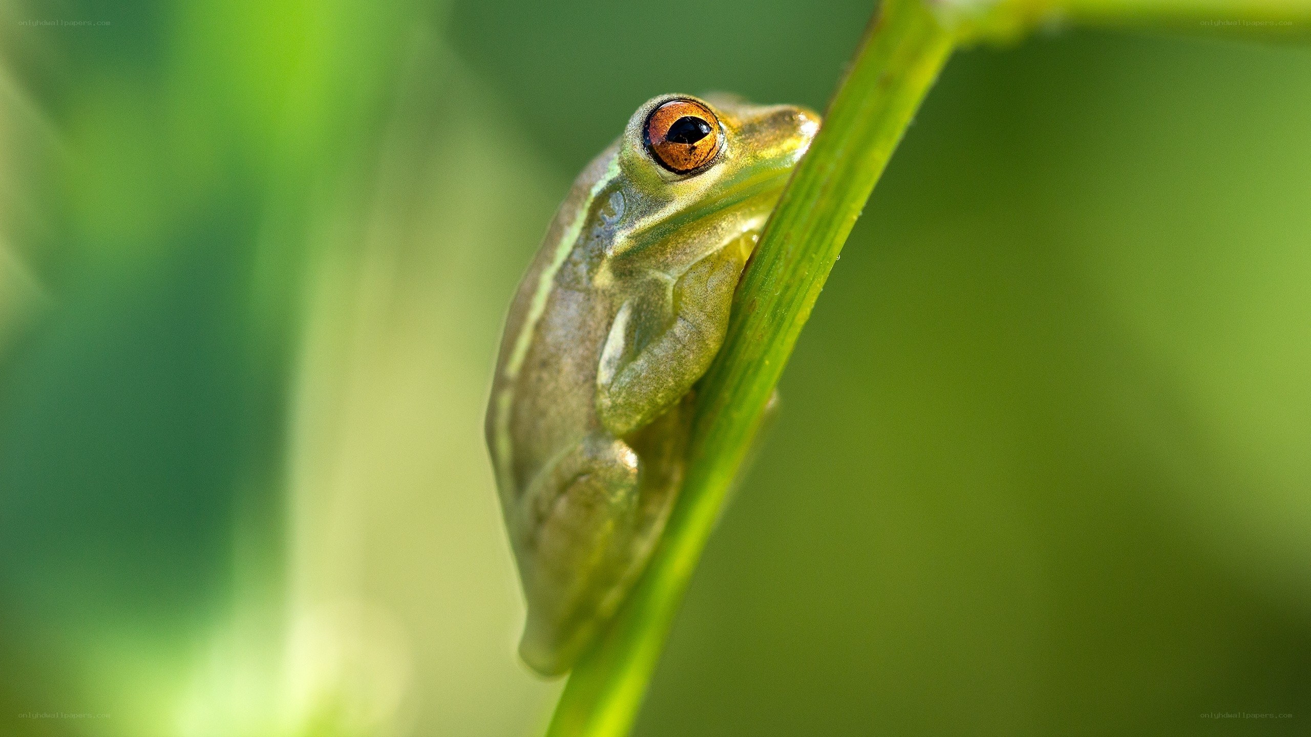 Green frog on a plant stem