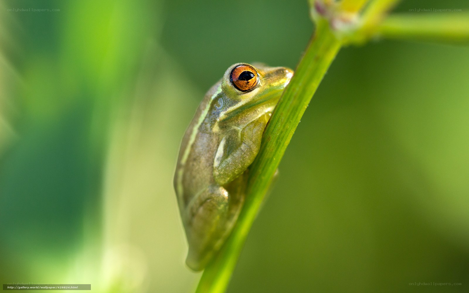 Green frog on a plant stem