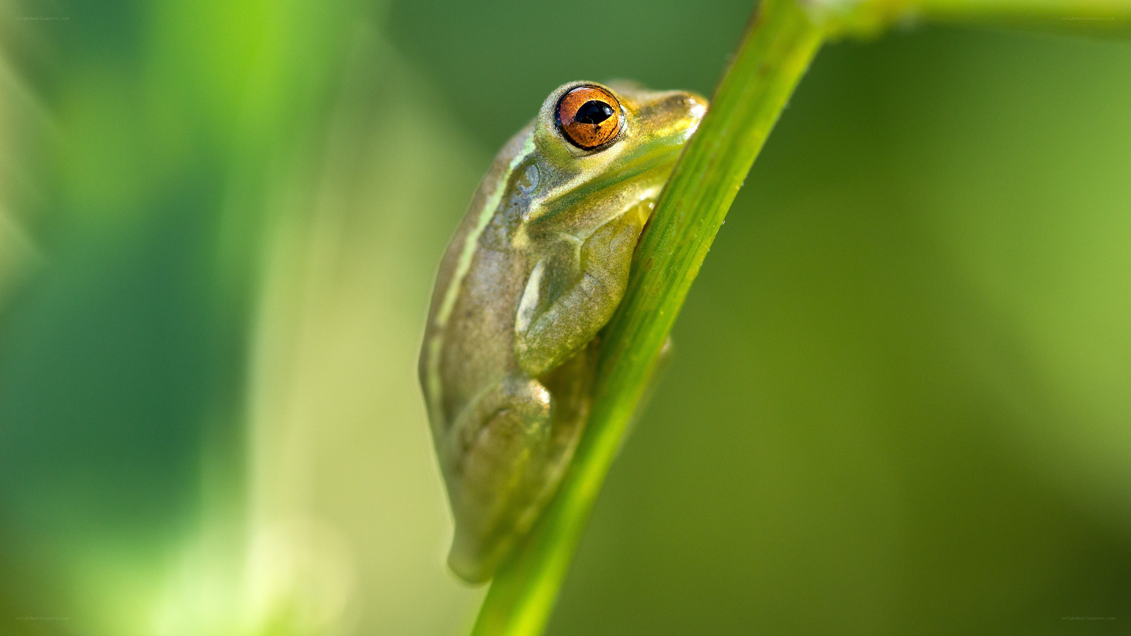 green frog on a plant stem