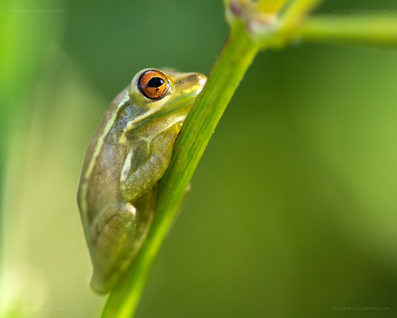green frog on a plant stem
