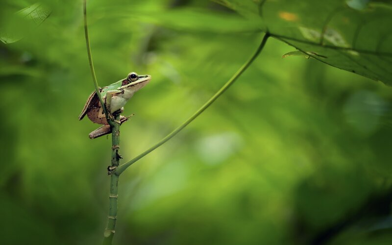Green frog on a plant stem