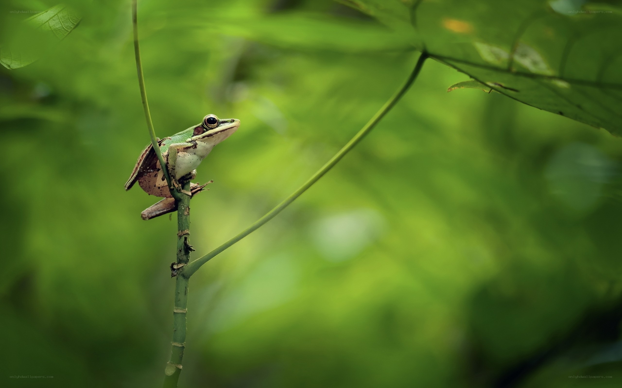 Green frog on a plant stem
