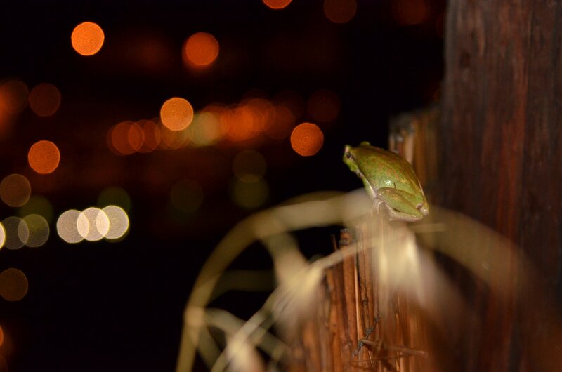 Green frog on a post at night