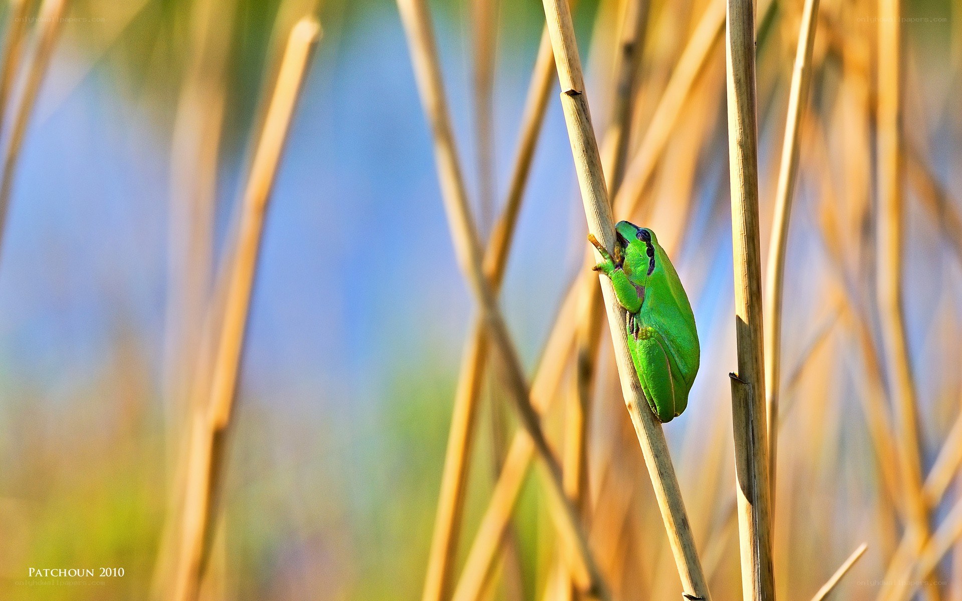 Green frog on a reed