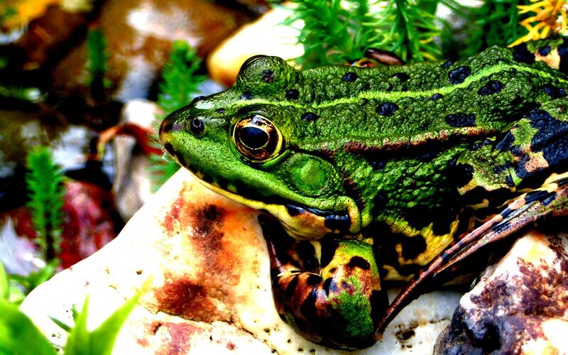 green frog on a rock
