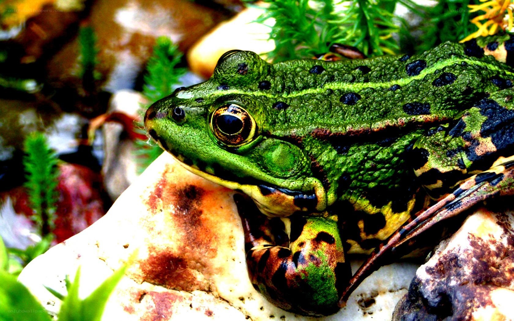green frog on a rock