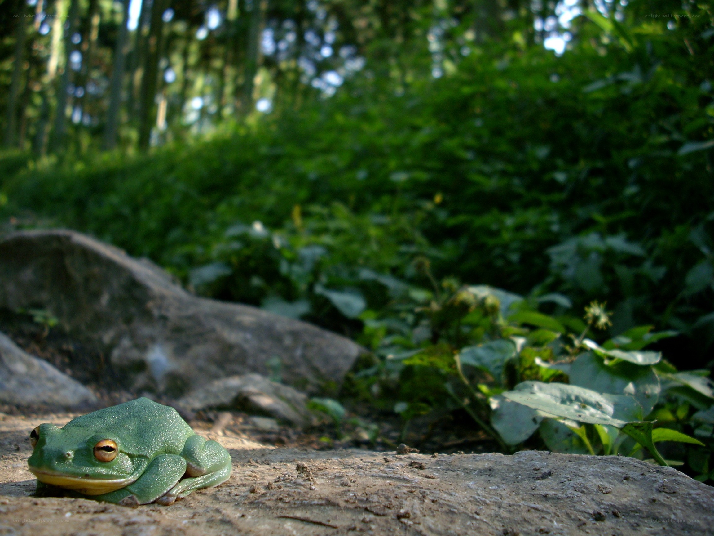 Green frog on a rock