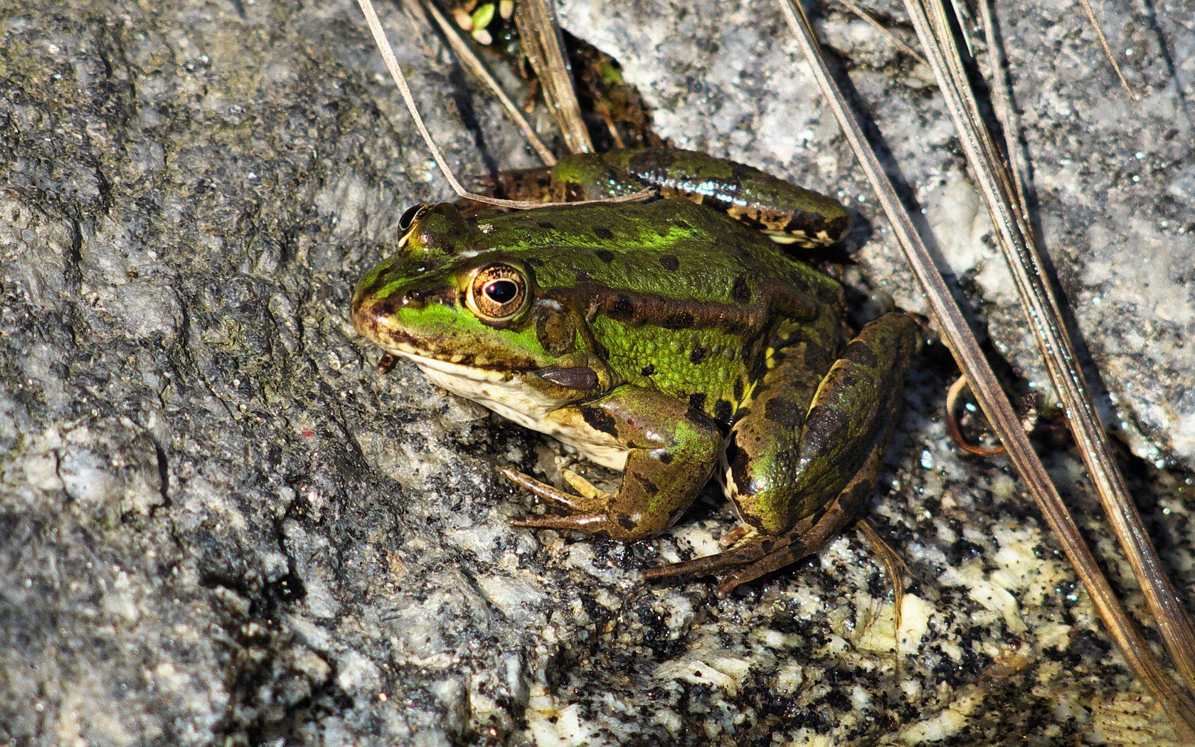 green frog on a rock