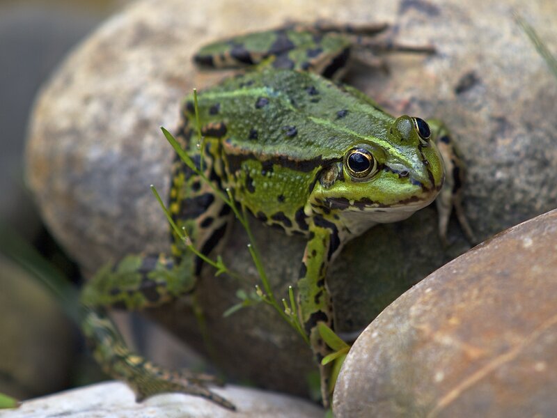 green frog on a rock