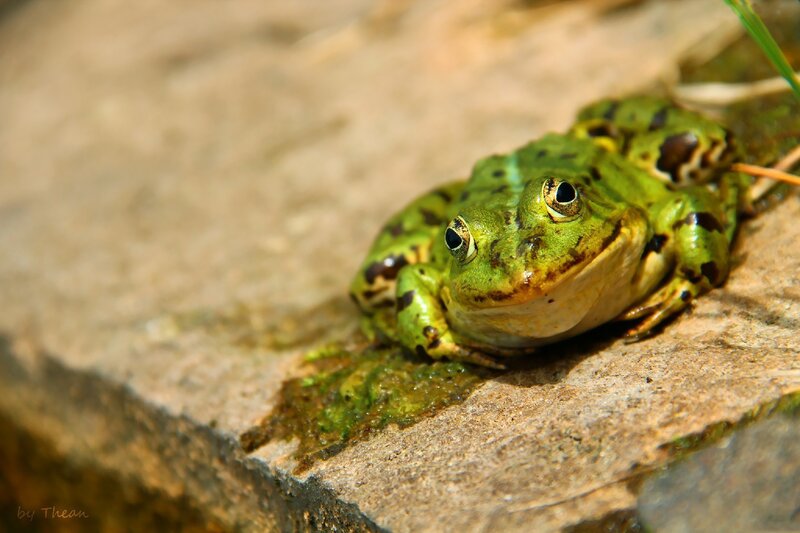 green frog on a stone