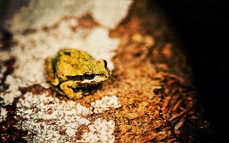 green frog on bark