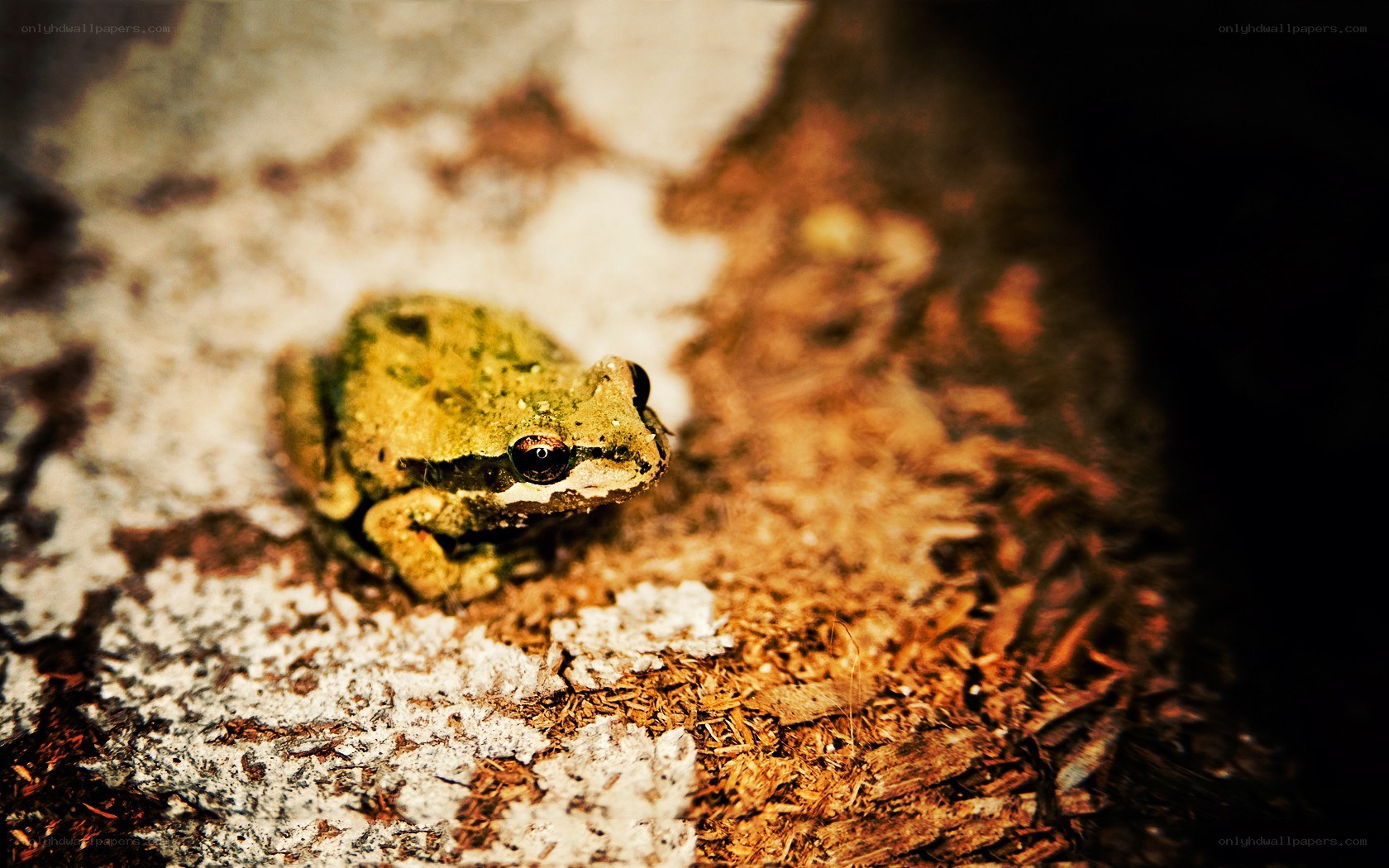 green frog on bark