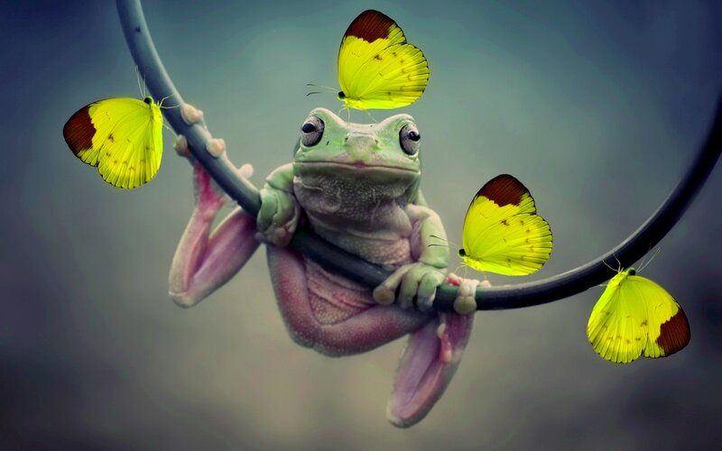 Green Frog on Branch — Calm