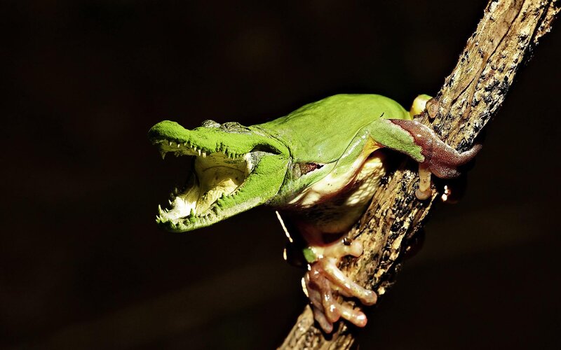 Green Frog on Branch — Dramatic, Photograph