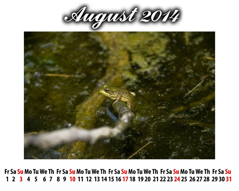 Green Frog on Branch — Natural, Summer