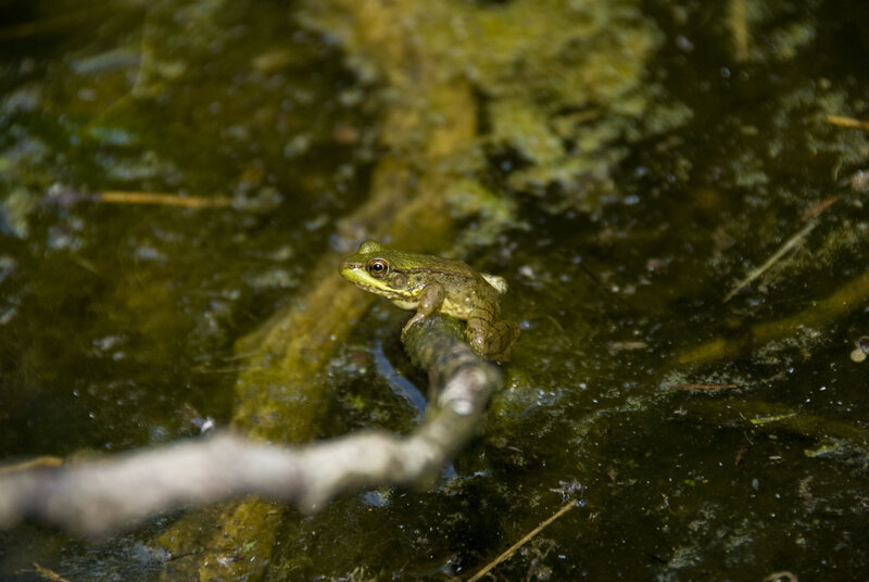Green Frog on Branch — Natural