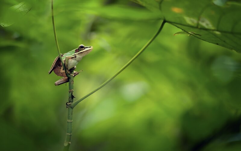 Green Frog on Branch — Serene, Photograph, Leaf