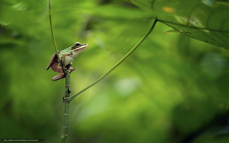 Green Frog on Branch — Serene