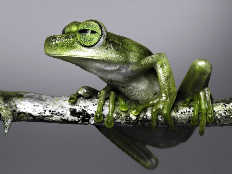 Green Frog on Branch