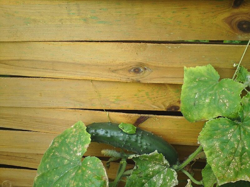 Green Frog on Cucumber