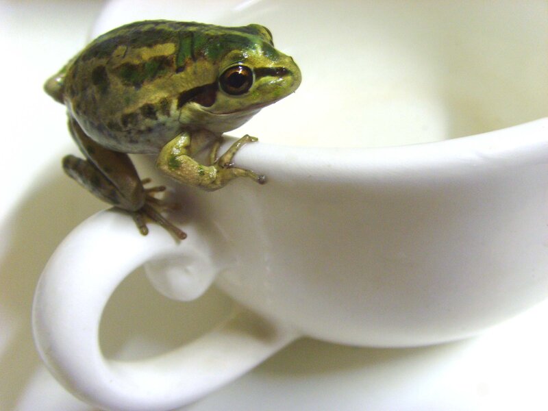 Green Frog on Cup