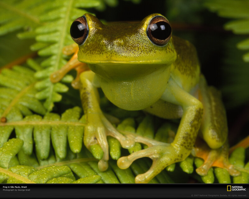Green frog on fern leaf