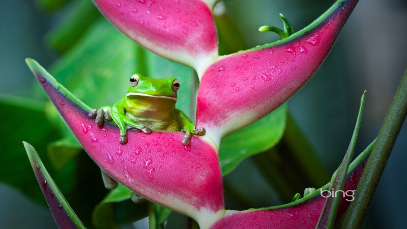 Green Frog on Flower — Calm, Photograph