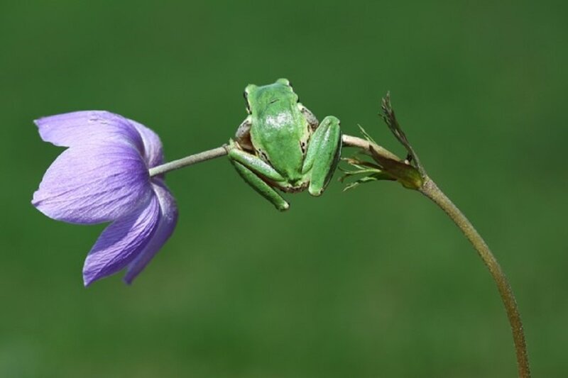 Green Frog on Flower — Calm