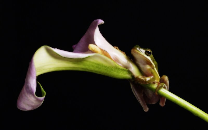 Green Frog on Flower — Dramatic, Photograph, Stem, Black Background, Purple, Black