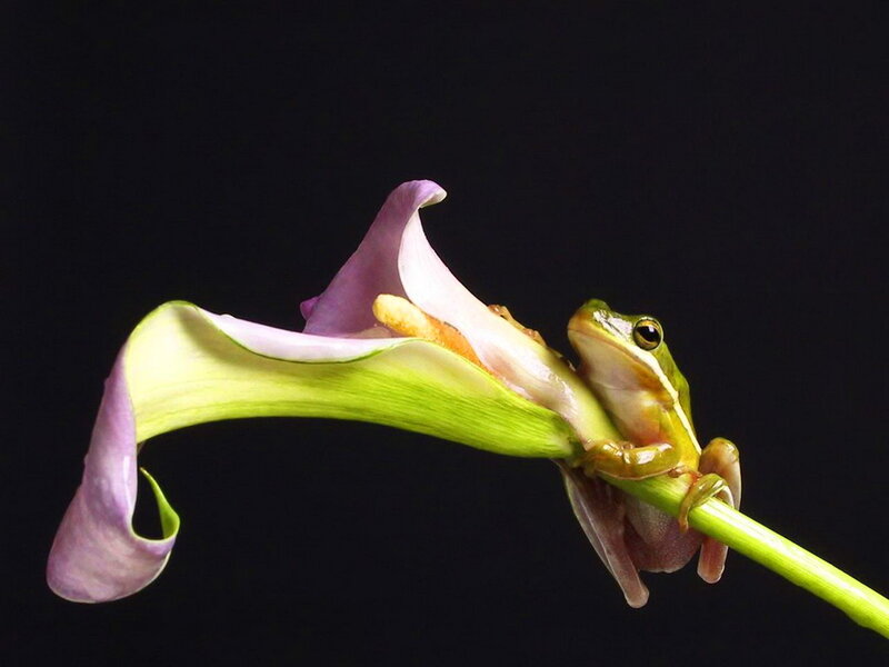 Green Frog on Flower — Dramatic, Photograph, Stem