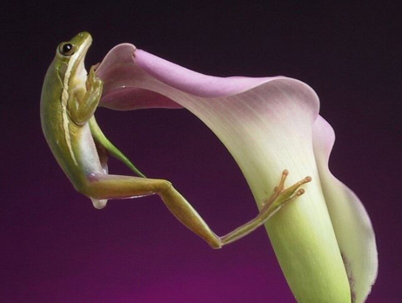 Green Frog on Flower — Dramatic