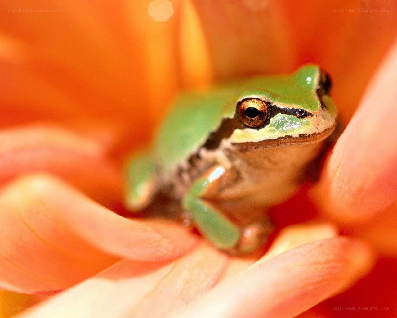 green frog on flower petal