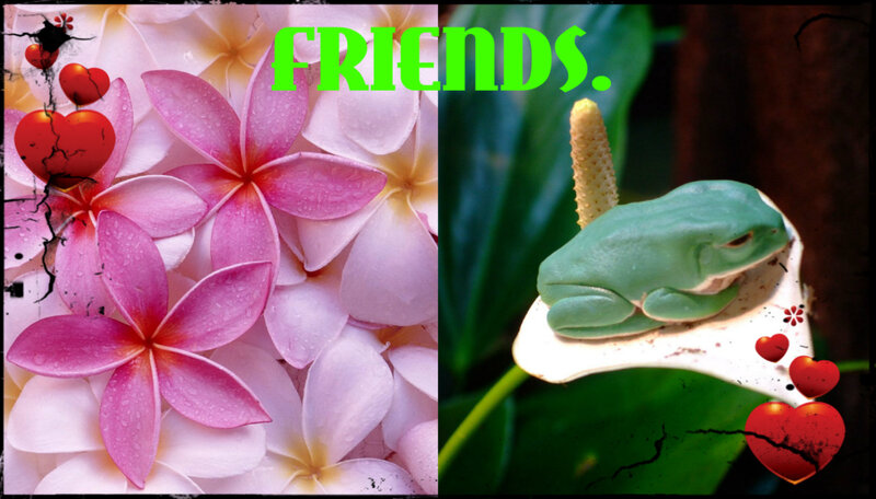 Green Frog on Flower — Pink