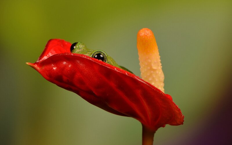 Green Frog on Flower — Red, Calm